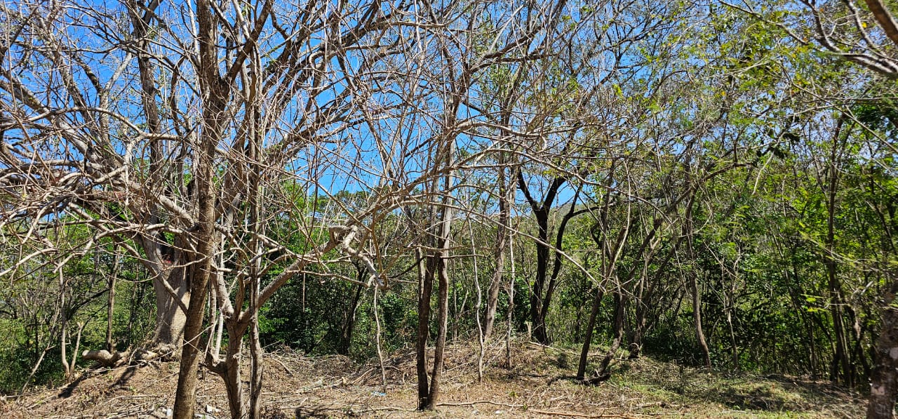forested development land near playa samara guanacaste