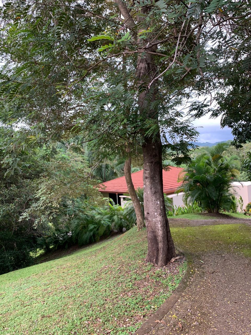 mature tropical trees surrounding lote brisa del bosque carrillo