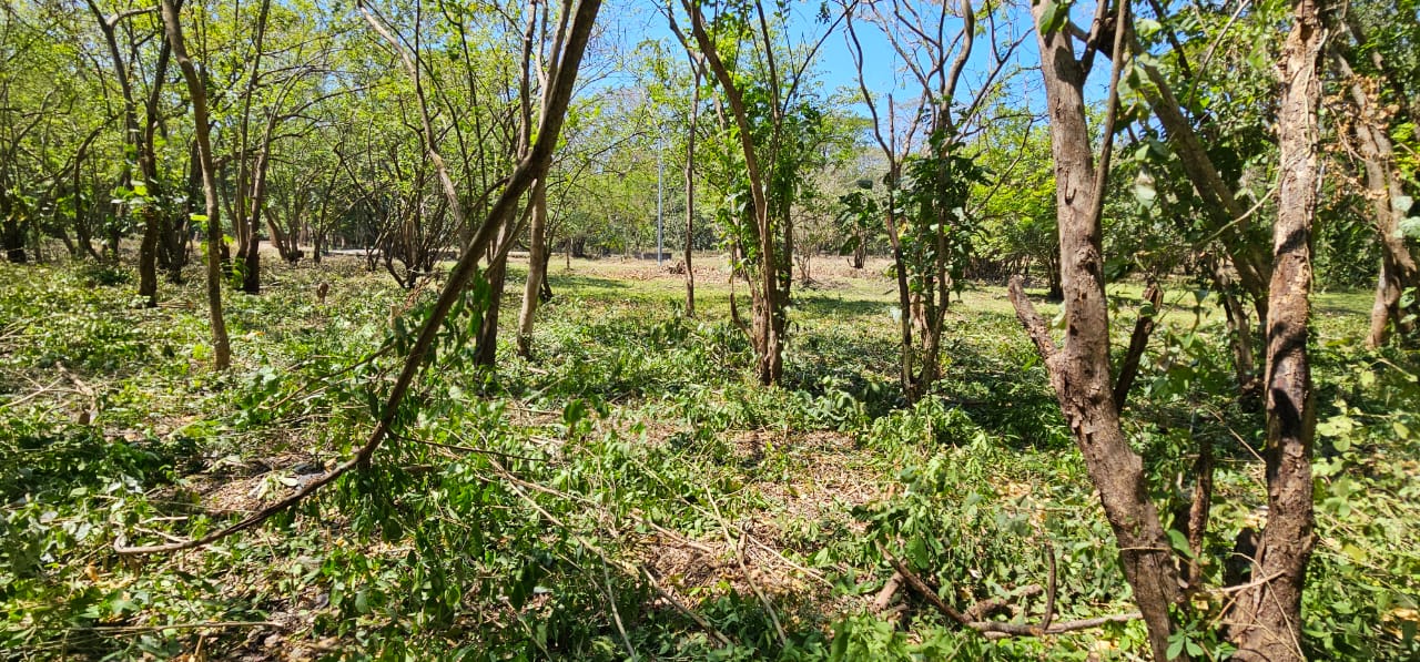 tropical landscape surrounding lots horizonte verde samara