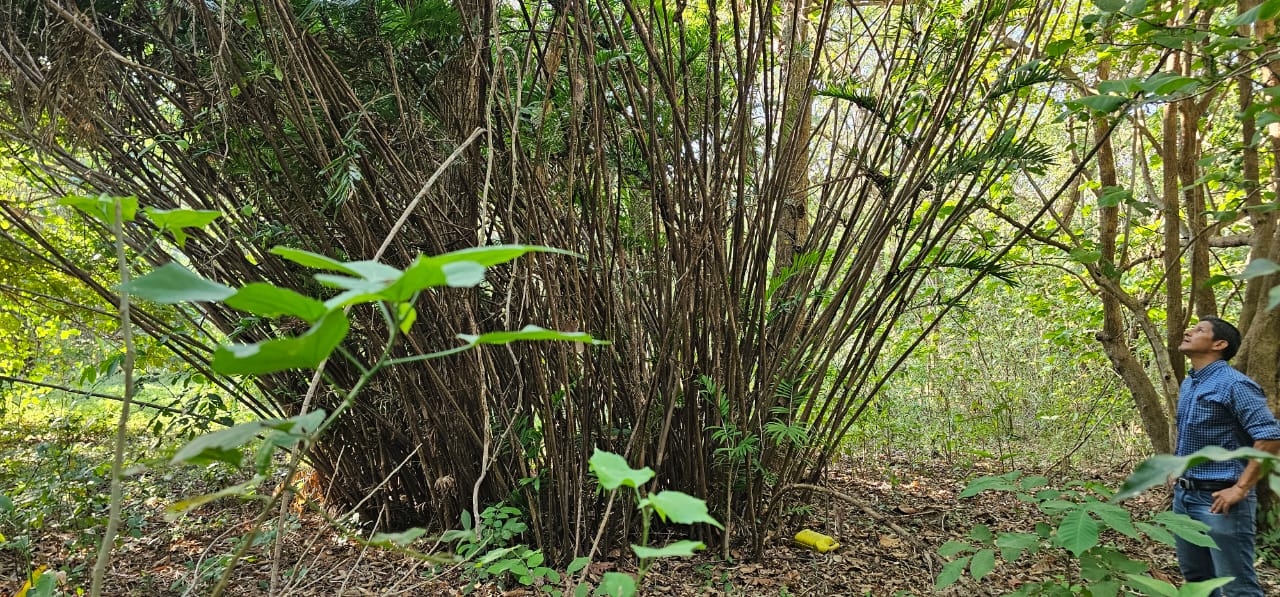 native fruit growing on tree inside horizonte verde lots samara