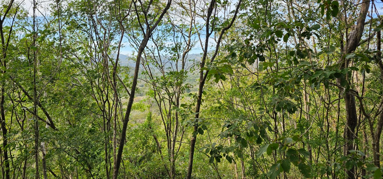 dense tropical vegetation around development land samara