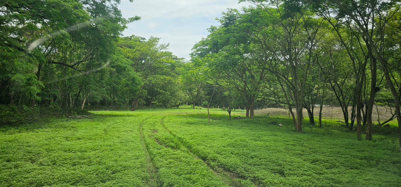 large green land parcel for sale buena vista samara costa rica