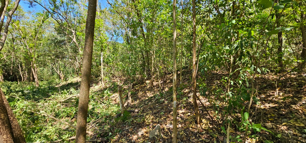 buildable land in buena vista samara costa rica