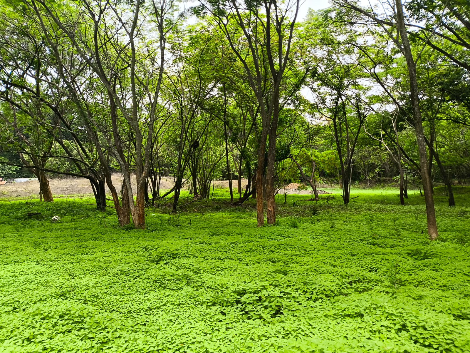 tropical forest land for sale near playa samara costa rica