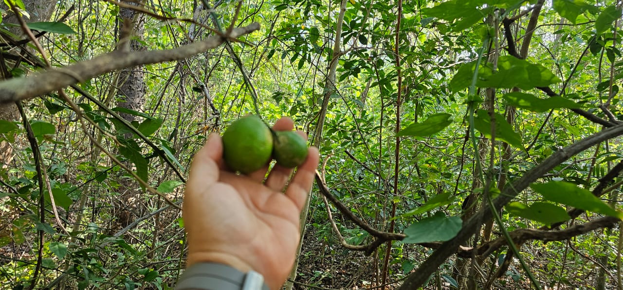 fruit trees available in the territories